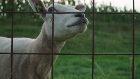 Close-up-of-hand-feeding-sheep-lamb-through-fence