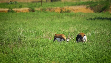 Amerikanische-Schwarzbockantilope-Rammt-Köpfe,-Stürmt-Mit-Hörnern-Und-Rennt-Durch-Grünes,-Offenes-Feld-In-Texas