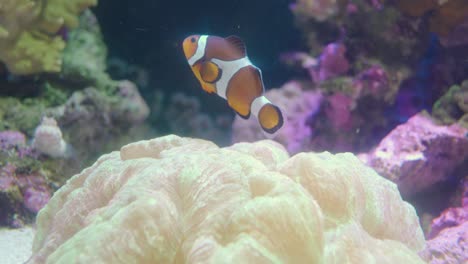 An-Ocellaris-Clownfish-Resting-On-The-Beautiful-Coral-Inside-Aquarium-In-Numazu,-Japan---close-up