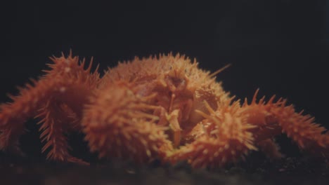 Orange-Stachelige-Lithodidkrabbe-–-Eine-Krabbenähnliche-Zehnfußkrebse-In-Numazu,-Japan