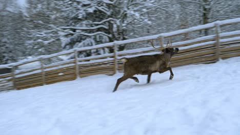 Snowy-Reindeer-running-inside-a-fence,-on-a-overcast,-winter-day---Rangifer-tarandus---tracking,-pan,-slow-motion-shot