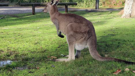 Grey-Kangaroo-female-with-baby-adjusting-inside-at-Jervis-Bay-Australia-Cave-Beach-Park,-Stable-handheld-shot