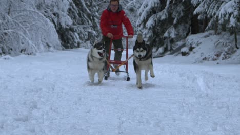 Husky-dogs-dragging-a-man-on-a-sled,-on-a-cloudy,-winter-day,-in-Poland---Slow-motion-shot