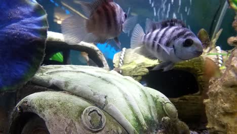 Farbenfrohes-Tropisches-Aquarium-Mit-Lebendigen,-Vorsichtigen-Fischen-In-Nahaufnahme-Neben-Einem-VW-Käfer-Spielzeug