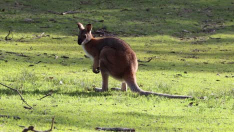 Junges-Känguru-Frisst-Gras-Und-Uriniert-Im-Cave-Beach-Park-In-Jervis-Bay,-Australien,-Stabile-Handaufnahme