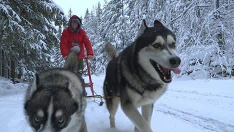 Closeup-of-Huskies-dragging-a-man-in-a-sledge,-surrounded-by-snowy-forest,-on-a-cold,-winter-day,---reverse,-Slow-motion-shot