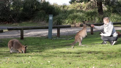 Grey-Kangaroo-petted-on-the-nose-by-blonde-female-with-glasses-in-Jervis-Bay-Australia,-Stable-handheld-shot