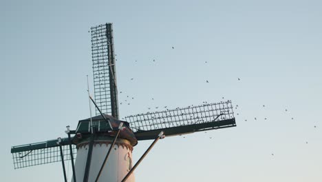 Starlings-flying-and-perching-in-windmill-sail-during-sunset