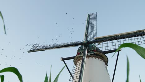 Starlings-perch-in-windmill-at-golden-hour