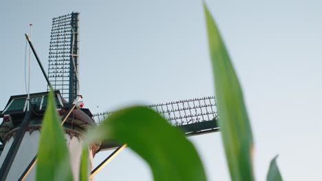 Upward-view-of-starlings-perched-in-windmill-sail