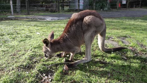 Young-Grey-Kangaroo-eats-grass-at-Jervis-Bay's-Cave-Beach-Park-in-Australia,-Locked-shot