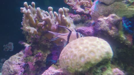 Banggai-Cardinalfish-Swimming-Underwater-Amongst-The-Colorful-Coral-Reefs-In-Numazu,-Japan