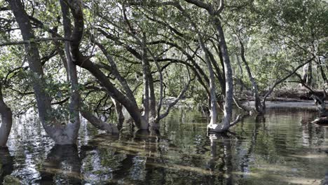 Mangrovenbäume-Am-Moona-Moona-Creek-Im-Jervis-Bay-Nationalpark-Australien,-Gesperrte-Aufnahme
