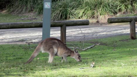 Young-Grey-Kangaroo-eats-grass-at-Cave-Beach-Park-in-Jervis-Bay-Australia,-Stable-handheld-shot