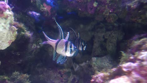 A-Pair-Of-Banggai-Cardinalfish-,-Planktons-Swimming-Over-The-Coral-Reefs-In-Plankton-Rich-Waters