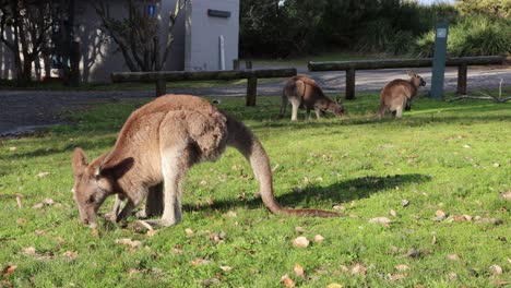 Three-Grey-Kangaroos-feed-on-grass-at-Jervis-Bay's-Cave-Beach-Park-in-Australia,-Locked-shot