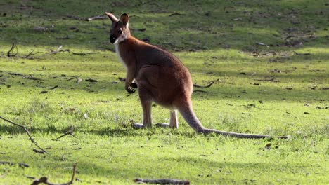 Kangaroo-starts-urinating-on-the-grass-at-Cave-Beach-Park-in-Jervis-Bay-Australia,-Stable-handheld-shot