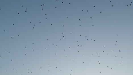 Upward-view-of-flock-of-starlings-flying-against-cloudless-sky-during-sunset