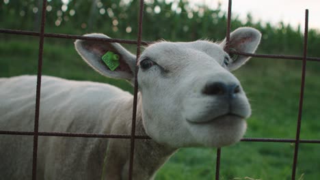 Close-up-of-curious-sheep-lamb-looking-at-camera,-behind-fence