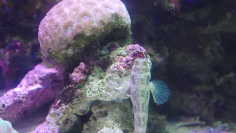 Lawnmower-Blenny-Fish-Eating-The-Coral-Reef-In-Numazu,-Japan
