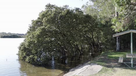 Parque-Moona-Moona-Y-Arroyo-Con-árboles-De-Mangle-Y-Banco-En-Jervis-Bay-Australia,-Tiro-Cerrado