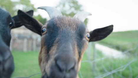 Close-up-of-curious-goats-sniffing-camera.-Handheld