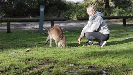 Grey-Kangaroos-observed-hopping-by-blonde-female-with-glasses-in-Jervis-Bay-Australia,-Locked-shot