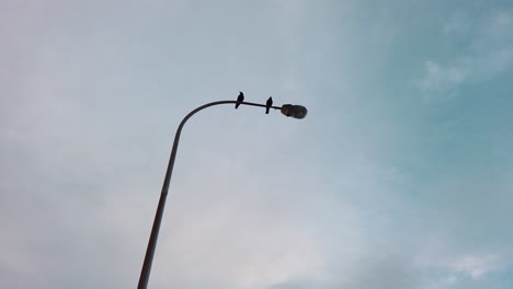 Two-birds-perched-on-silhouette-street-light-during-sundown,-tilt-up-angle,-slow