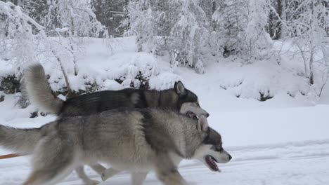 Exhausted-Huskies-running-and-dragging-sled,-in-middle-of-snow-covered-trees,-on-a-clouds,-winter-day,---tracking,-Slow-motion-shot