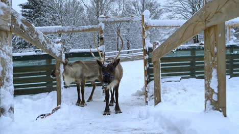 Walking-towards-Reindeerd-inside-a-fence,-on-a-dark,-cloudy,-winter-day---Rangifer-tarandus---Handheld,-slow-motion-shot