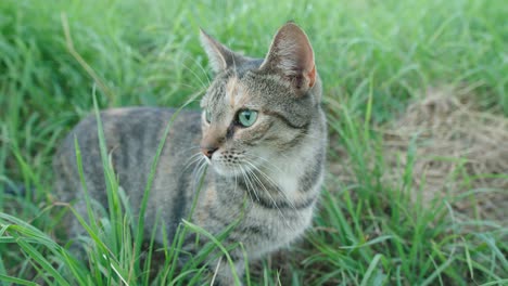 Close-up-of-curious-tabby-cat-sitting-in-field