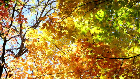 Colorful-autumnal-foliage-and-tree-branches-backlit-by-light-blue-sky