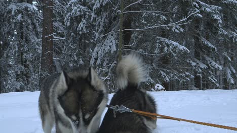 Playful-huskies-having-fun,-while-taking-a-break-from-dogsled,-in-snowy-forest,-cold,-cloudy-winter-day,---Handheld,-closeup,-Slow-motion-shot
