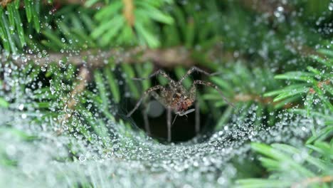 Spider-eating-mosquito-on-its-web-with-water-droplets-on-web