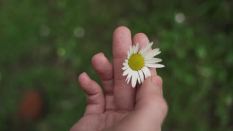 Close-up-footage-of-a-person-admiring-the-beauty-of-Daisy-flower-by-touching-its-petals-with-hands,-isolated-on-blurry-background