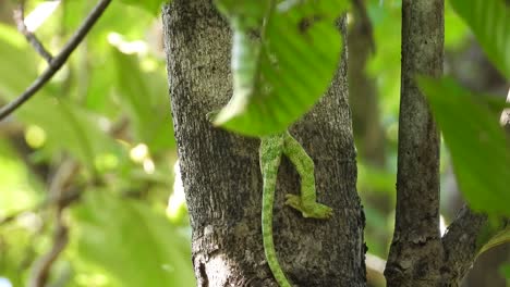 chameleon-walking-on-tree-UHD-MP4-4k-