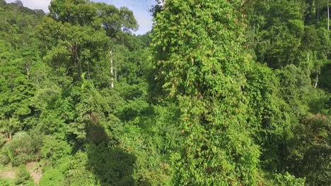 Absteigend-Koh-Chang-Dschungelwald-Wildnis-Luftaufnahme-Thailand-Regenwald
