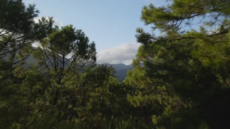 Vista-Del-Bosque-Avanzando-Entre-Los-árboles-Para-Revelar-Las-Montañas
