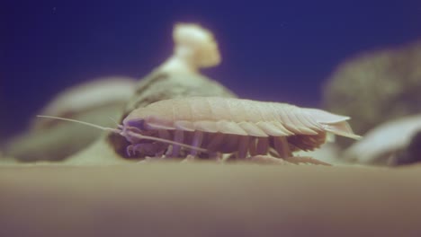 Close-Up-View-Of-Marine-Isopod---Bathynomus-Doederleinii-Moving-Its-Legs-On-The-Sand-In-Numazu,-Japan