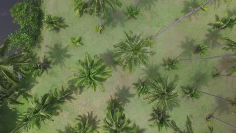 Luftaufnahme-über-Dem-Tropischen-Paradies-Koh-Chang,-Exotische-Palmen,-Die-über-Die-Wildnis-Absteigen