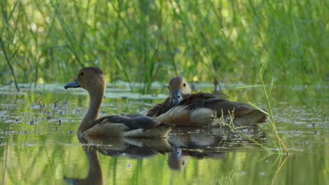 whisling-duck-in-pond-UHD-MP4-4k-