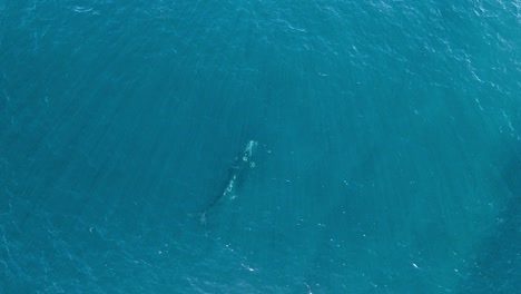 Southern-Right-Wale-Schwimmen-Unter-Der-Oberfläche-Des-Blauen-Meeres-Mit-Sonnenstrahlen-In-Patagonien,-Argentinien
