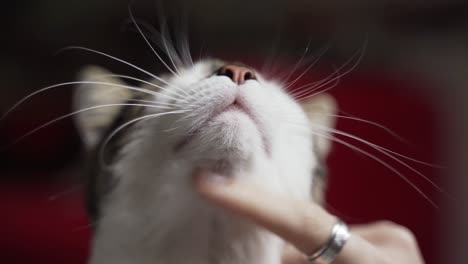 Stroking-the-finger-on-the-cats-chin