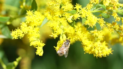 Honey-bee-collecting-pollen-on-yellow-flowers-HD-Slow-motion