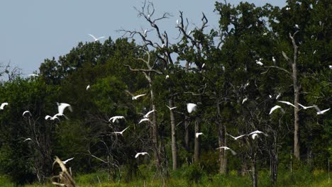 White-Egrets-and-Herons-landing-in-trees