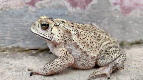 Side-view-of-Asian-Common-Toad