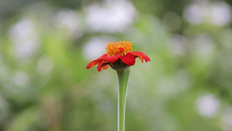 Bright-Mexican-Sunflower-waved-against-the-slow-breeze-in-nature,-blurry-greenish-background