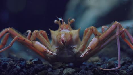 Vorderansicht-Einer-Homolomannia-Sibogae-Krabbe,-Die-Sich-Ernährt-Und-Ihr-Maul-öffnet