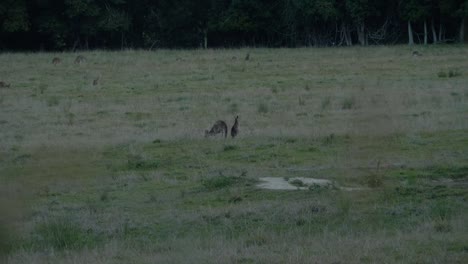 Östliches-Graues-Riesenkänguru-Auf-Einer-Offenen-Wiese-–-Queensland,-Australien