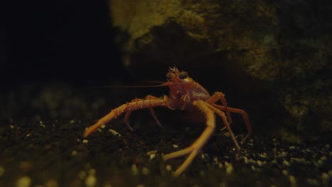 Squat-Lobster---Cervimunida-Princeps-Standing-Still-On-The-Pebbles-Under-The-Glass-Aquarium-In-Numazu,-Japan